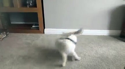 Excited Dog Chases It s Tail