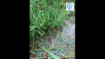 [anecdote] The Strange animals around us