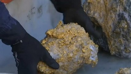 شركة تعدين كندية تكتشف صدفة صخوراً تحوي نحو 300 كيلوغرام من الذهب
