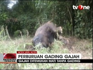 Seekor Gajah Ditemukan Mati Tanpa Gading