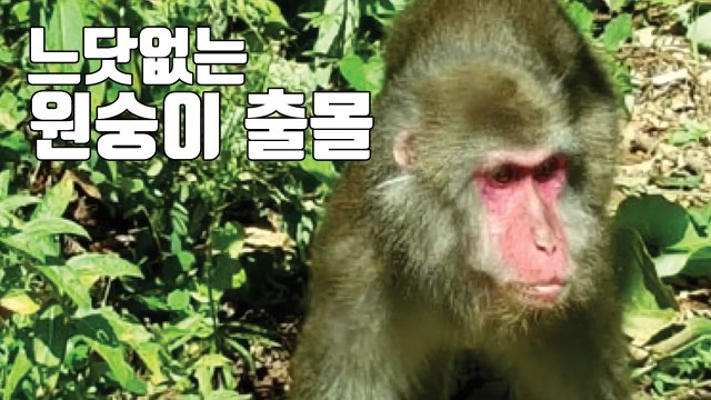 [자막뉴스] 수풀 사이에 붉은 얼굴이... 눈 마주치지 마세요 / YTN
