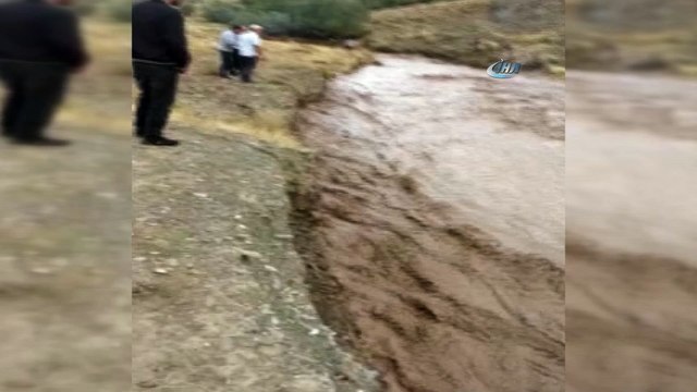 Sel sularına kapılan inekler telef oldu