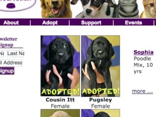 Puppy reunites with siblings four years after adoption Credit: Rumble