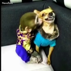 When  animals are getting cocky 