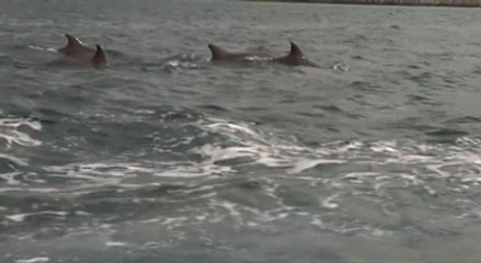 Yunuslar yoğun ilgiden memnun mu