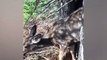 Deer trapped between two trees when hunters come to the rescueCredit: ViralHog