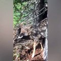 Deer trapped between two trees when hunters come to the rescueCredit: ViralHog