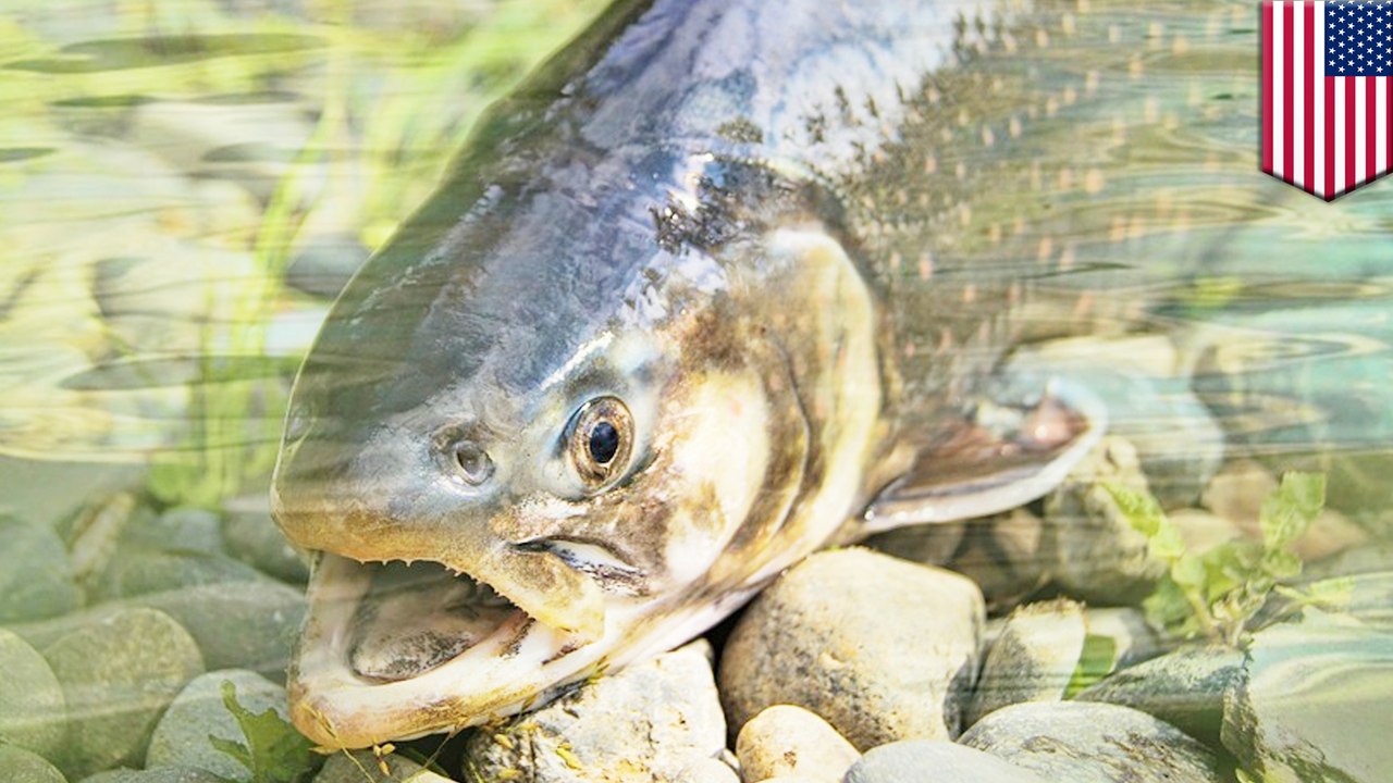 佛州海灣遭毒藻侵襲 數以萬計海洋生物死亡