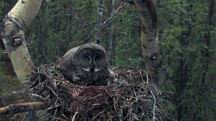 great gray owl family