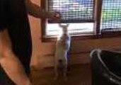 Deaf Dog Waits at Window for Family to Return - Even Though They're Right Behind Him
