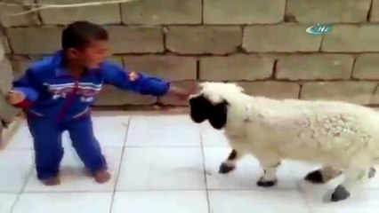 Çocuk ve Kuzunun Güldüren Kavgası