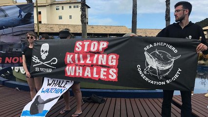 Baleines : la chasse continue