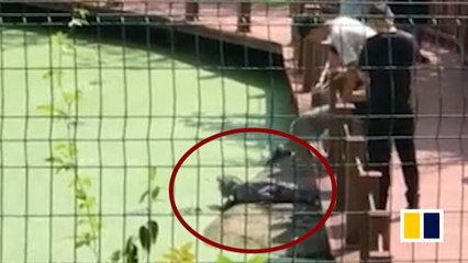 Park visitor in China stomps on endangered alligator