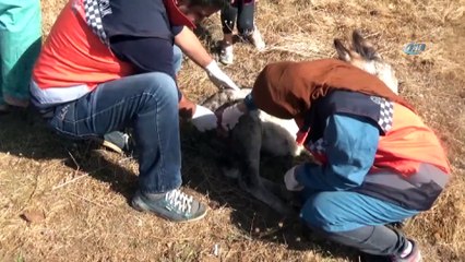 İçler acısı halde bulunan sıpa, tedavi altına alındı