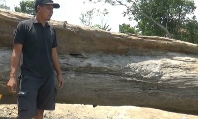 Warga Temukan Batang Pohon Jati Berusia Ratusan Tahun