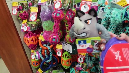 FEEDING ALL OF MY ANIMALS NIGHT ROUTINE!