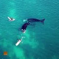 Father and son have extreme close encounter with whales