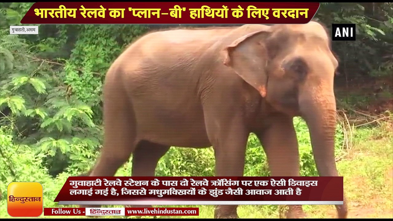 Buzz of honey bees to keep elephants off rail track II  भारतीय रेलवे का 'प्लान-बी' हाथियों के लिए वरदान