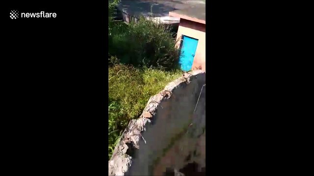 Stray dog rescued from water tank in elaborate rescue in India