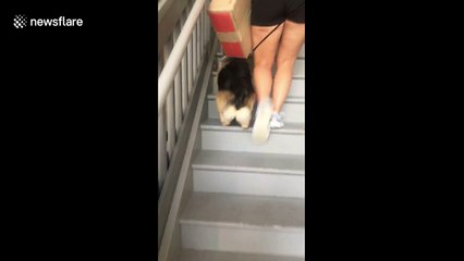 Adorable corgi bunny-hops up the stairs
