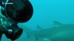 Grey nurse sharks encircle swimmer in Australia