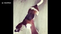 Beagle howls and then plays dead as owner pretends to shoot her