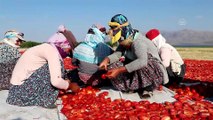 Elazığ'ın kurutulmuş domatesi Avrupa mutfağında