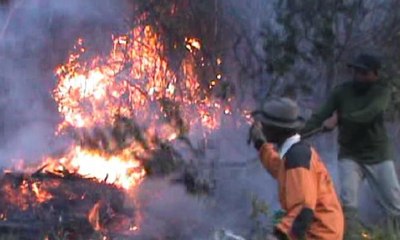 Kebakaran Hutan, Tim SAR Evakuasi Ratusan Pendaki Lawu