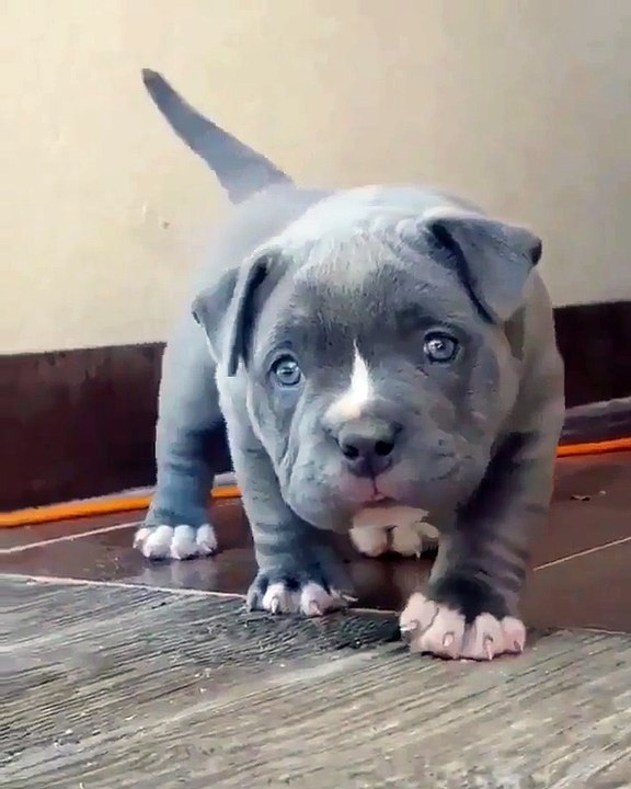 new rare bulldog color in rose house