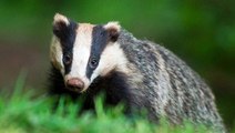 BBC Radio 4_Farming Today 4Sep18 - badger cull
