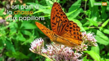 L'Avenir - Chasse aux papillons en Italie et à Waremme