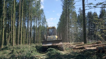 Le Temps des forêts. Bande-annonce