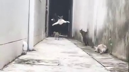 Ninja Cat