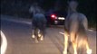 Ardèche : deux chevaux au galop dans les Barges