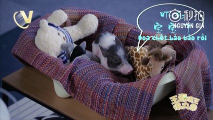[VIETSUB] Vương Nguyên Rất Vương Rất Hoàn Viên  PN Ep.6 -  Thêm 1 bé heo