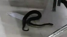 Snake Slithers Under Seats Inside Filipino Airport