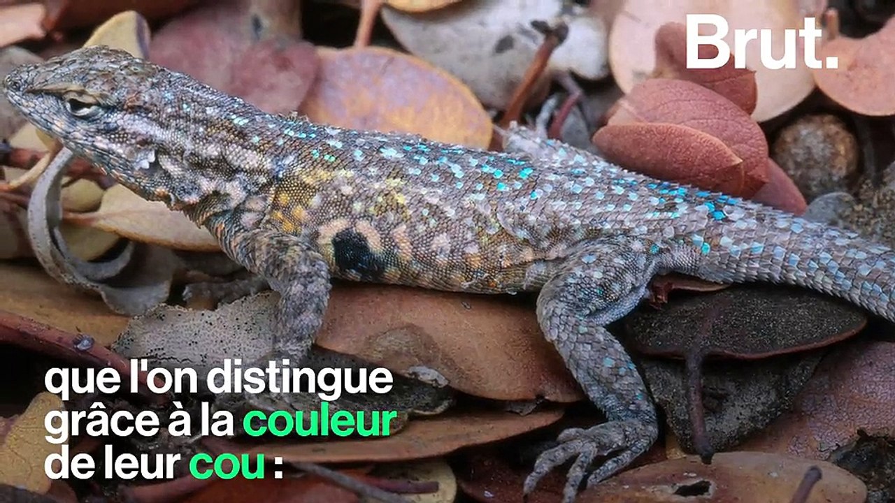Quand la nature joue à "pierre-feuille-ciseau" pour maintenir l’équilibre entre des lézards