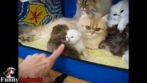 Three and Two mother cats helping each other raise baby kittens