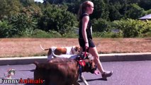 Best Trained And Disciplined Dog: Walking a Pack of Dogs