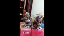 Cute is Not Enough - Funny Cats and Dogs Compilation
