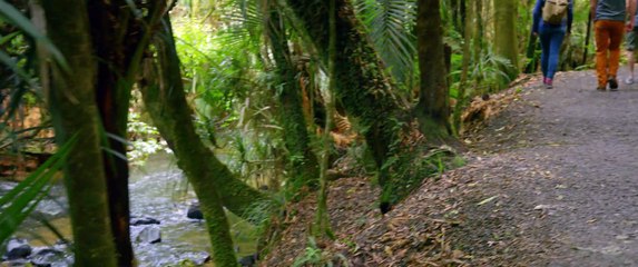 Into the Heart of New Zealand