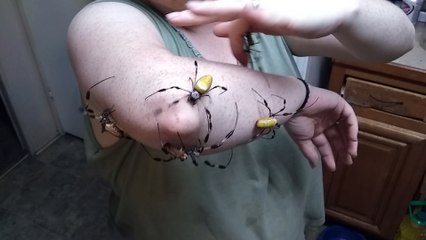 Five Spiders, One Arm