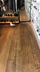 Seagull Goes Shopping