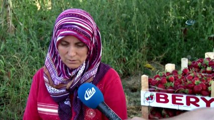 Yediveren Çileği Çiftçinin Yüzünü Güldürdü