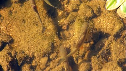 La Meuse au plus bas près de Neufchâteau
