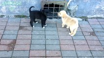 Des chiots mignons sans abri jouent ensemble