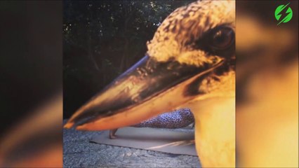 Quand un oiseau gâche ta séance de fitness... Bien joué