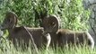 BAAH! Rare bighorn sheep sighting in Northern Arizona - ABC15 Digital