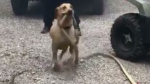 Firefighters Battling Delta Fire Get Help From Eager Pup