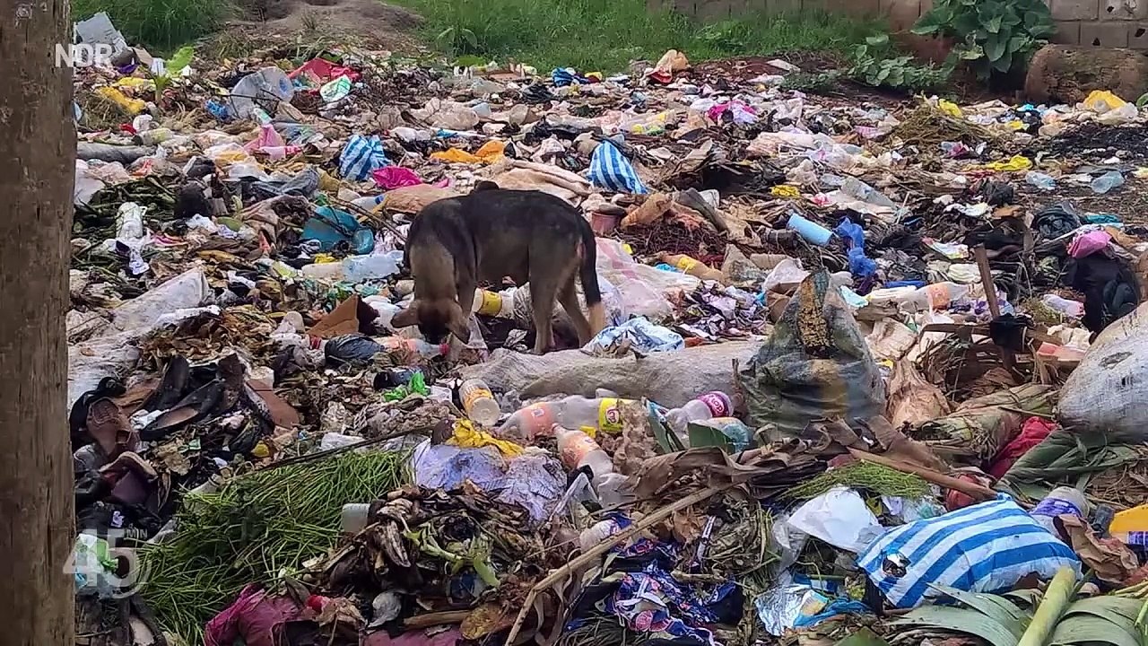 Hunde in Deutschland: Wahnsinn oder Liebe? | Doku | 45 Min | NDR